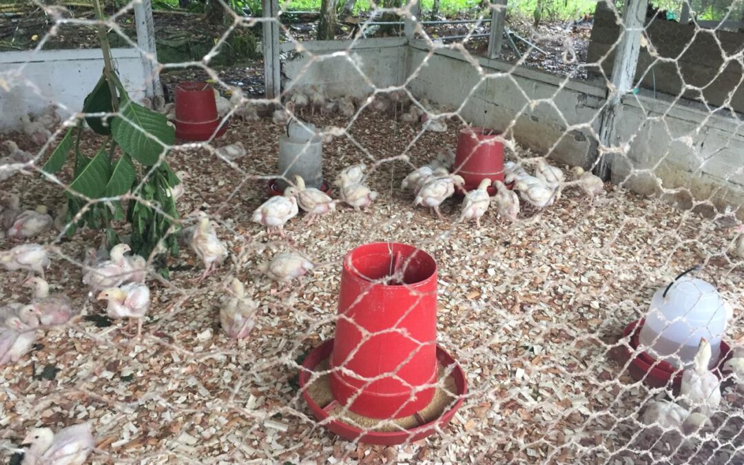 Emprendimiento Avícola: Innovación en la Cría y Venta de Pollos, Gallinas y Huevos